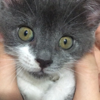Tekir Kedi, Kedi  Mia fotoğrafı
