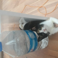 Tekir Kedi, Kedi  Natsume fotoğrafı