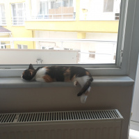 Tekir Kedi, Kedi  Natsume fotoğrafı