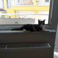 Tekir Kedi, Kedi  Natsume fotoğrafı