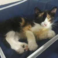 Tekir Kedi, Kedi  Natsume fotoğrafı