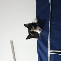 Tekir Kedi, Kedi  Natsume fotoğrafı