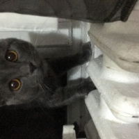 Chartreux, Kedi  Papi fotoğrafı