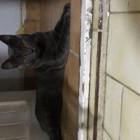 Chartreux, Kedi  Papi fotoğrafı