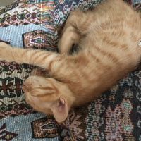 Tekir Kedi, Kedi  Ginger fotoğrafı