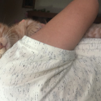 Tekir Kedi, Kedi  Ginger fotoğrafı