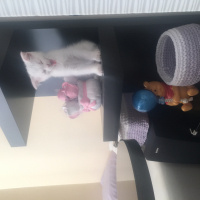 British Shorthair, Kedi  Loya fotoğrafı