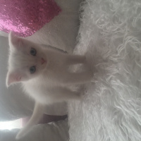 British Shorthair, Kedi  Loya fotoğrafı