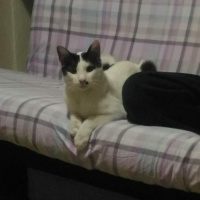 Tekir Kedi, Kedi  Emre Dayı fotoğrafı