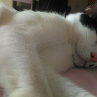 Tekir Kedi, Kedi  Emre Dayı fotoğrafı