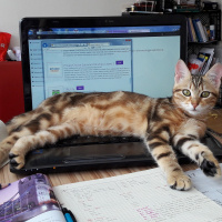 Tekir Kedi, Kedi  Hypatia fotoğrafı