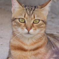 Tekir Kedi, Kedi  Hypatia fotoğrafı