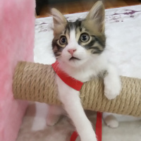 Tekir Kedi, Kedi  Badem fotoğrafı