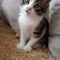 Tekir Kedi, Kedi  Badem fotoğrafı