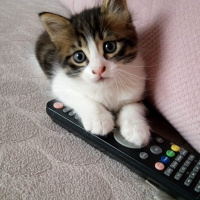 Tekir Kedi, Kedi  Badem fotoğrafı