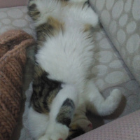 Tekir Kedi, Kedi  Badem fotoğrafı