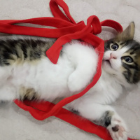 Tekir Kedi, Kedi  Badem fotoğrafı