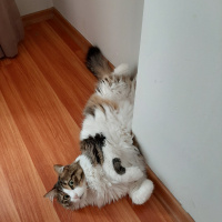 Tekir Kedi, Kedi  Badem fotoğrafı