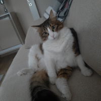 Tekir Kedi, Kedi  Badem fotoğrafı