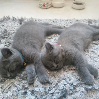 British Shorthair, Kedi  Duman fotoğrafı