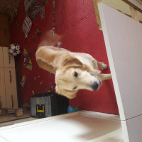 Golden Retriever, Köpek  hektor fotoğrafı