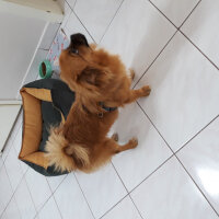 Pomeranyalı, Köpek  max fotoğrafı