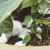 Tuxedo (Smokin) Kedi, Kedi  Haşmet fotoğrafı