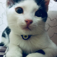 Tuxedo (Smokin) Kedi, Kedi  Haşmet fotoğrafı