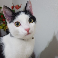 Tuxedo (Smokin) Kedi, Kedi  Haşmet fotoğrafı