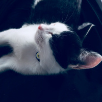 Tuxedo (Smokin) Kedi, Kedi  Haşmet fotoğrafı