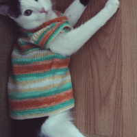 Tuxedo (Smokin) Kedi, Kedi  Haşmet fotoğrafı