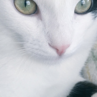 Tuxedo (Smokin) Kedi, Kedi  Haşmet fotoğrafı