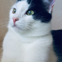 Tuxedo (Smokin) Kedi, Kedi  Haşmet fotoğrafı