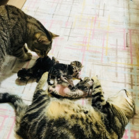 Tekir Kedi, Kedi  İsimleri yok fotoğrafı