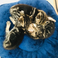 Tekir Kedi, Kedi  İsimleri yok fotoğrafı