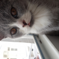British Shorthair, Kedi  Tulpar fotoğrafı