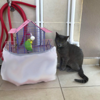 Mavi Rus, Kedi  Gümüş fotoğrafı