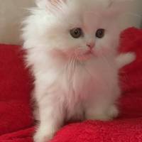 İran Kedisi (Persian), Kedi  mia fotoğrafı