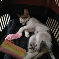 Tekir Kedi, Kedi  Mia fotoğrafı