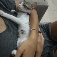 Tekir Kedi, Kedi  Mia fotoğrafı
