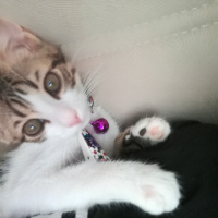 Tekir Kedi, Kedi  Mia fotoğrafı