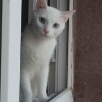 Ankara Kedisi, Kedi  Nazlı fotoğrafı