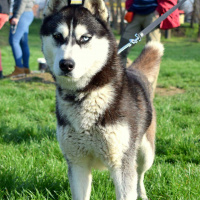 Sibirya Kurdu (Husky), Köpek  Zeus fotoğrafı