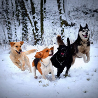 Sibirya Kurdu (Husky), Köpek  Zeus fotoğrafı