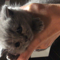 British Shorthair, Kedi  Pisi fotoğrafı
