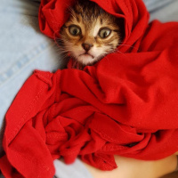 Tekir Kedi, Kedi  William fotoğrafı