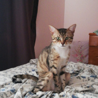 Tekir Kedi, Kedi  William fotoğrafı