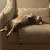 Tekir Kedi, Kedi  William fotoğrafı