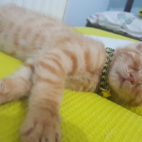 Tekir Kedi, Kedi  Bombi fotoğrafı