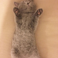 British Shorthair, Kedi  KÜLLÜ fotoğrafı